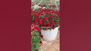 2 chậu cúc mâm xôi này là rực rỡ cả Tết nha #nhavuonanthang #hoadepbonmua #nhavuonthangan #hoatet #