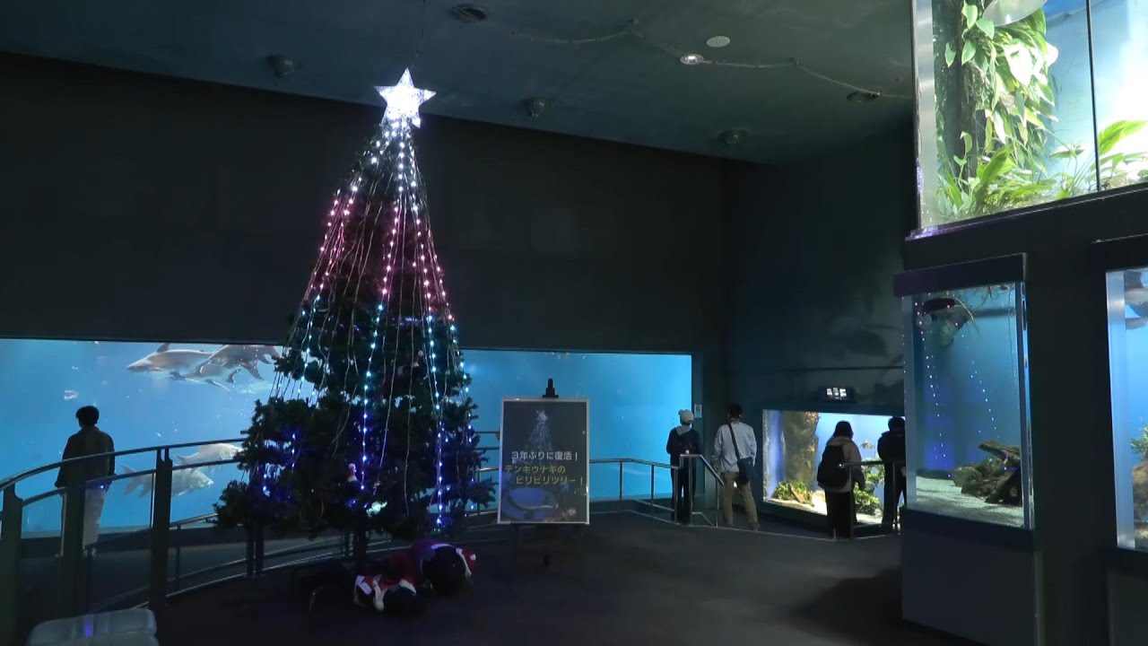 Christmas tree lit by electric eels appears in Toba City, Mie