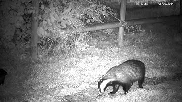 The sound of a badger sniffing for peanuts !