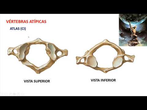 Vídeo: Diferencia Entre Vértebras Típicas Y Atípicas