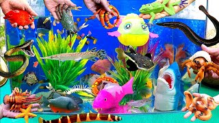 Tổng hợp video cá cảnh đẹp, động vật dễ thương, cá mập, rùa, cá sấu hoả tiễn, cá trê, cá sấu,cá vàng