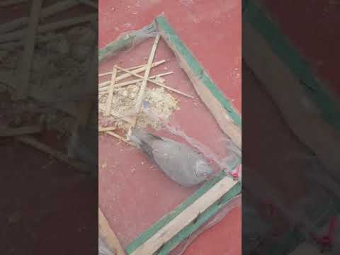 طريقة صيد الحمام