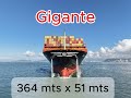 Gigante no Porto de Santos -  MSC Thais.