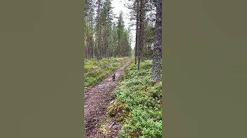 Хитрый заяц против собаки