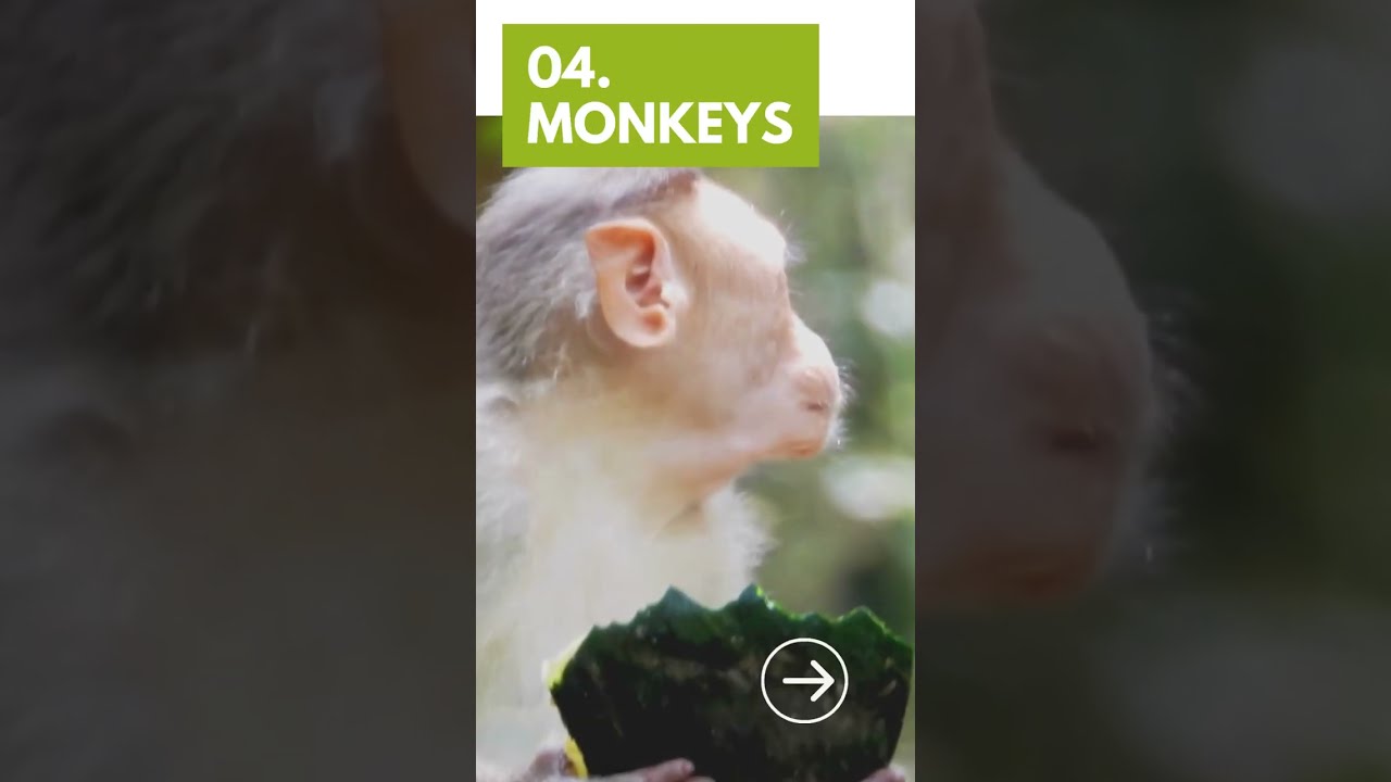 Top 10 Types of Animals That Hate People 