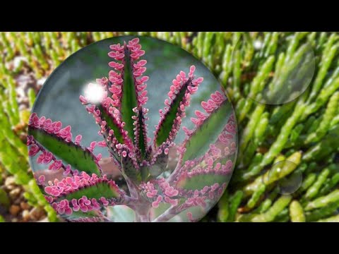 Video: Monokolodne Biljke: Porijeklo I Karakteristike Klase