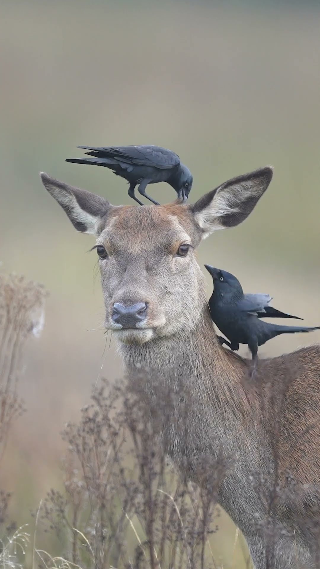 Welcome to nature's salon! ?‍⬛? #Deer #Jackdaw #Nature