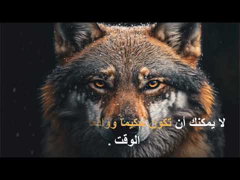 كن ذئبا قبل أن يتم اصطيادك أقوال واقتباسات تحفيزية عن عقلية الذئب