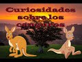 **Curiosidades sobre los canguros**