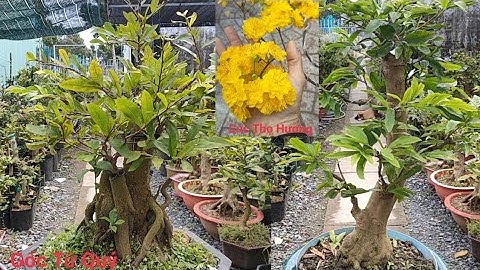 A Tý 09 89797908 Cúc Thọ Hương Bông Chùm.Ghép Gốc Mai Vàng Và Tứ Quý.