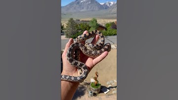 Gopher snake I found last night!#shortsyoutube #youtubeshorts #snakes #lizard #scorpion #rattlesnake