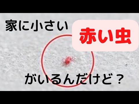 小さい赤い虫って何 Youtube
