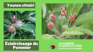 تخفيف ثمار أشجار التفاح,Éclaircissage du pommier,