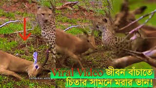 Viral Video জীবন বাঁচাতে চিতার সামনে মরার ভান! হরিণটিকে | Notun Shomoy