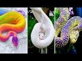 10 SERPIENTES Hermosas Con COLORES Más UNICOS