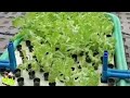 Lettuce yummy hydroponics garden arman plaza vlog