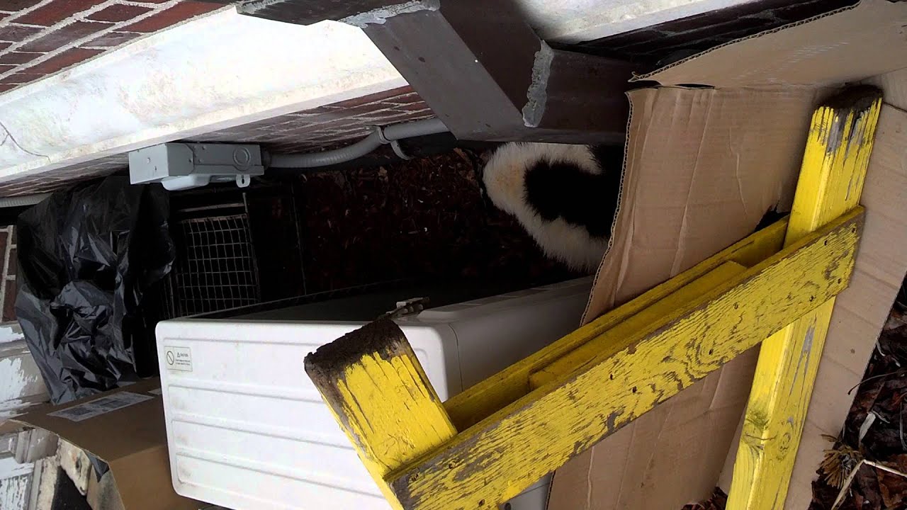 camera iphone 8 plus apk Trapping A Roaming Skunk