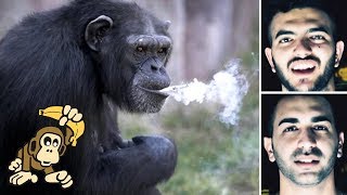 Acaba Maymun Dansi Nasil Yapilir? Monkey Banana