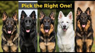 5 Types of German Shepherds: Which One Fits You Best?  | Pick the Right One!