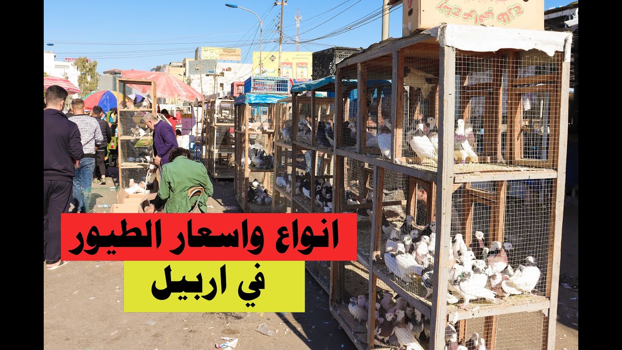 سوق الجمعة في اربيل للطيور والحيوانات سوق غزل اربيل 19/11