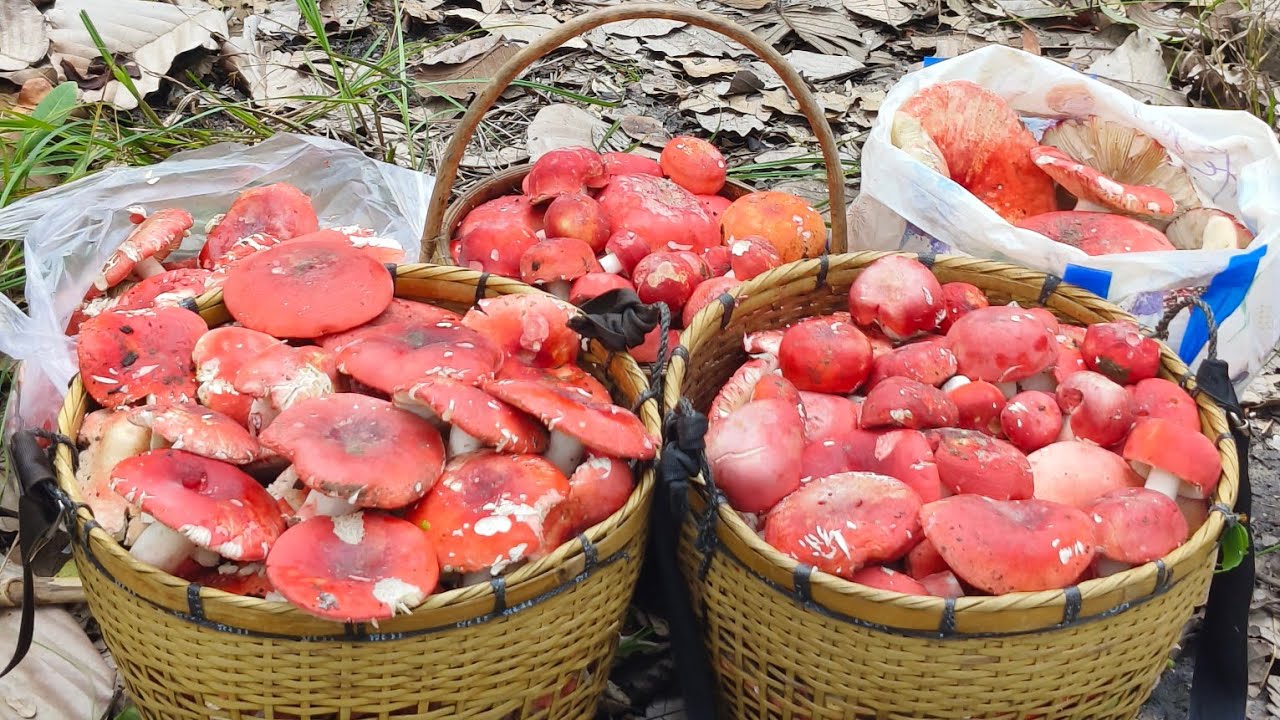 อลังการ เห็ดก่อแดงหลวง ดอกใหญ่ๆหาบลงดอย แหมละ 24 ก. ย 68