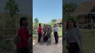 แม่ลูกที่พลัดพลากกันมา4ปี‼️ในวันนี้ได้เจอกันแล้ว💝โชคดีกว่าการได้รู้จัก คือการได้เจอกัน #elephant