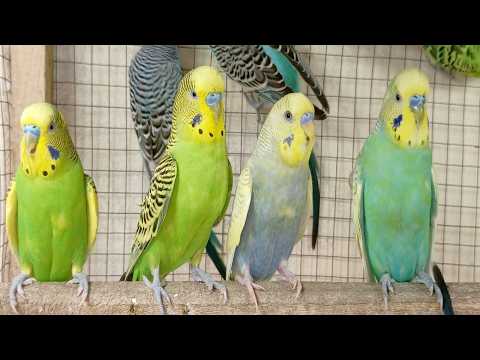 12 Hours of Non-Stop Cheerful Budgies! Enjoy the cutest moments of these playful parrots all day