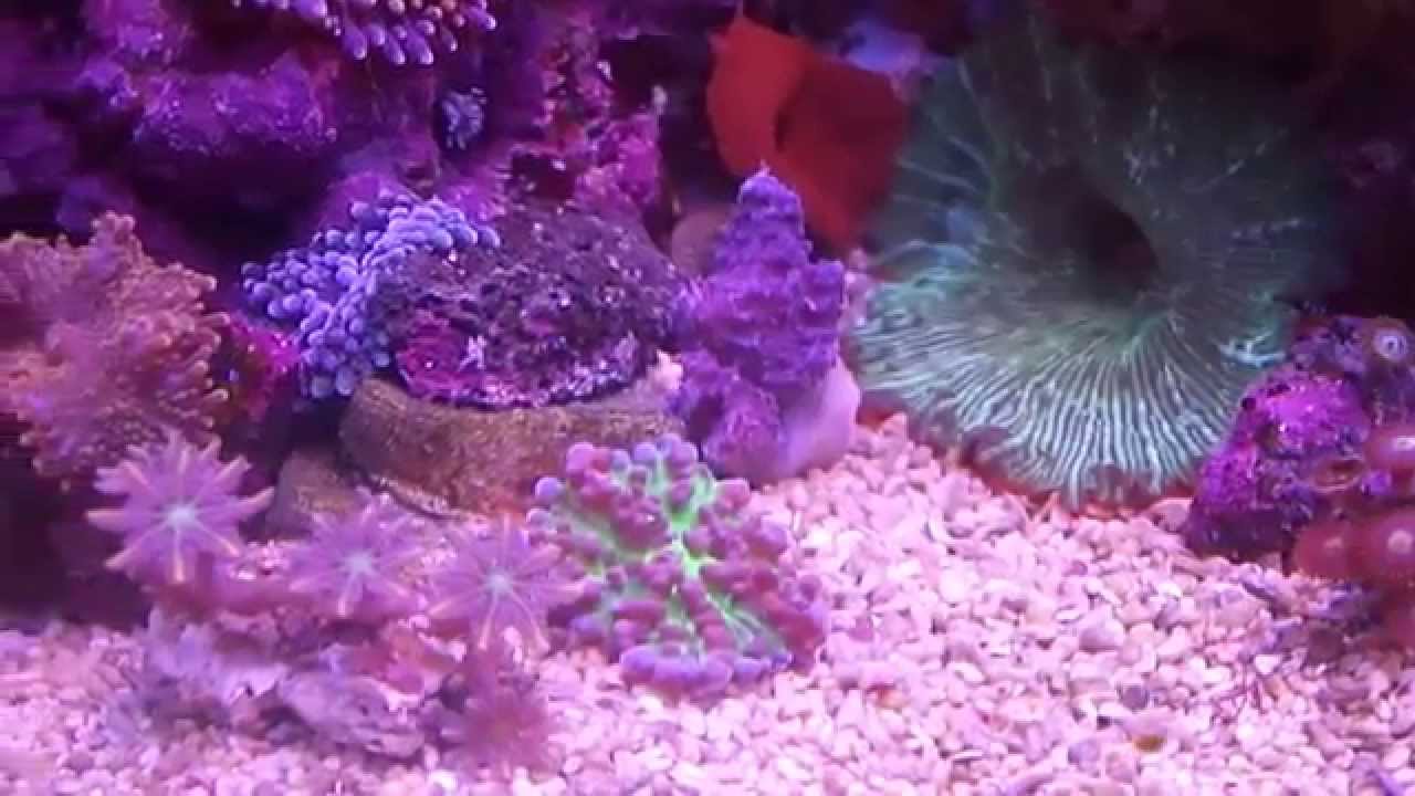 DENNERLE Nano Cube 20 L.