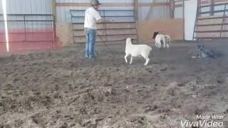 Finleys Red Leather Kenai working lambs practice by Hammer Ranch 1,064 views 6 years ago 1 minute, 10 seconds