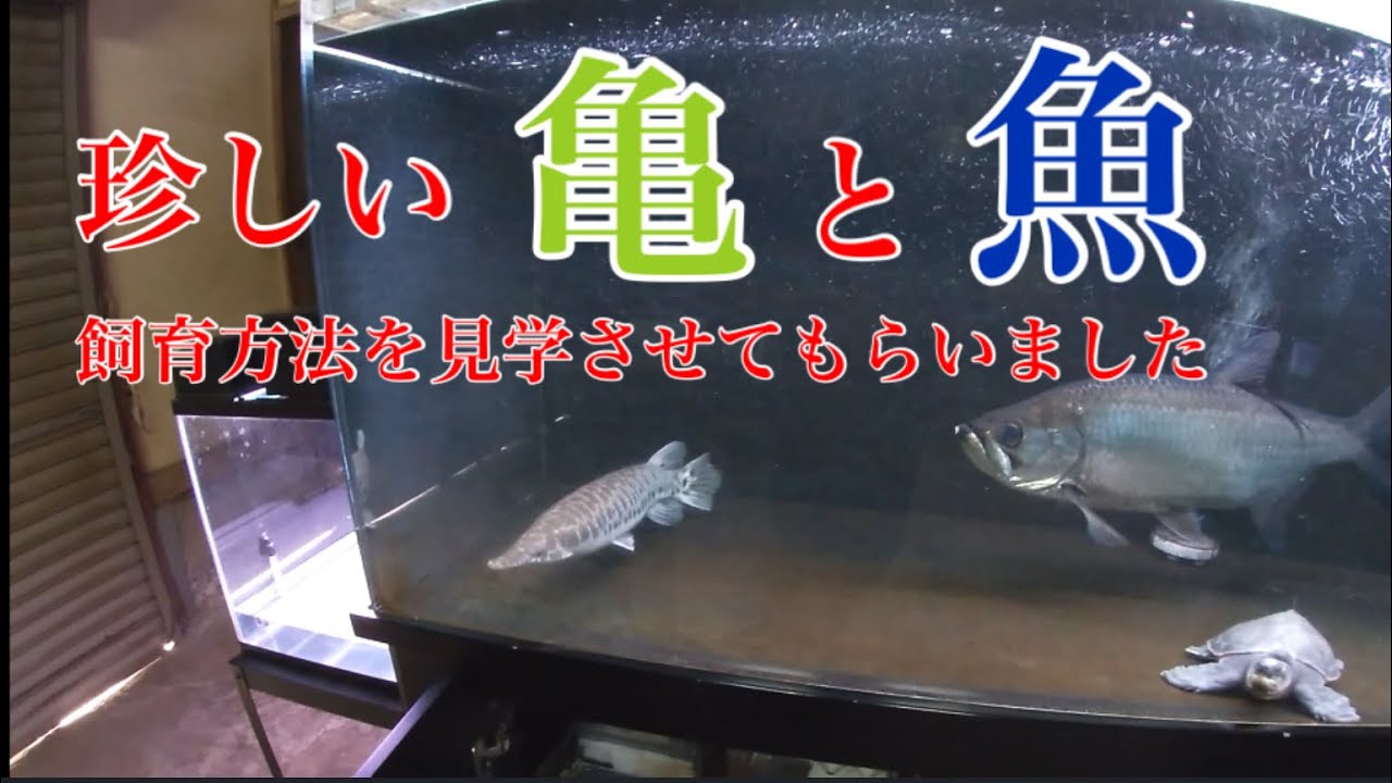 飼育歴年以上の友人に珍しい亀や魚を見せてもらいました Youtube