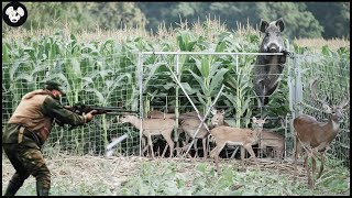 How Iowa Hunter And Farmers Deal With Millions Of Wild Boar And Invasive Deer By Guns