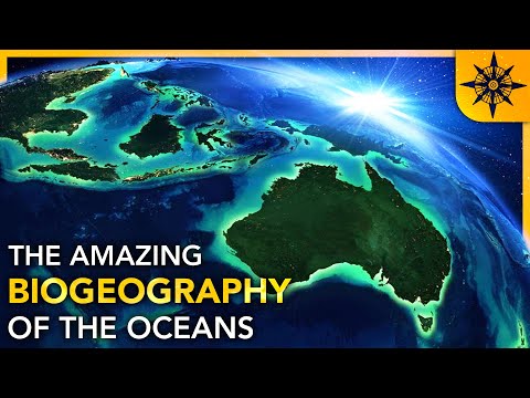 Vidéo: Habitants uniques de l'océan Pacifique : dugong, holothurie, loutre de mer