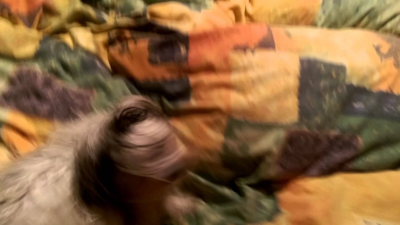 Blöder hund! YouTube