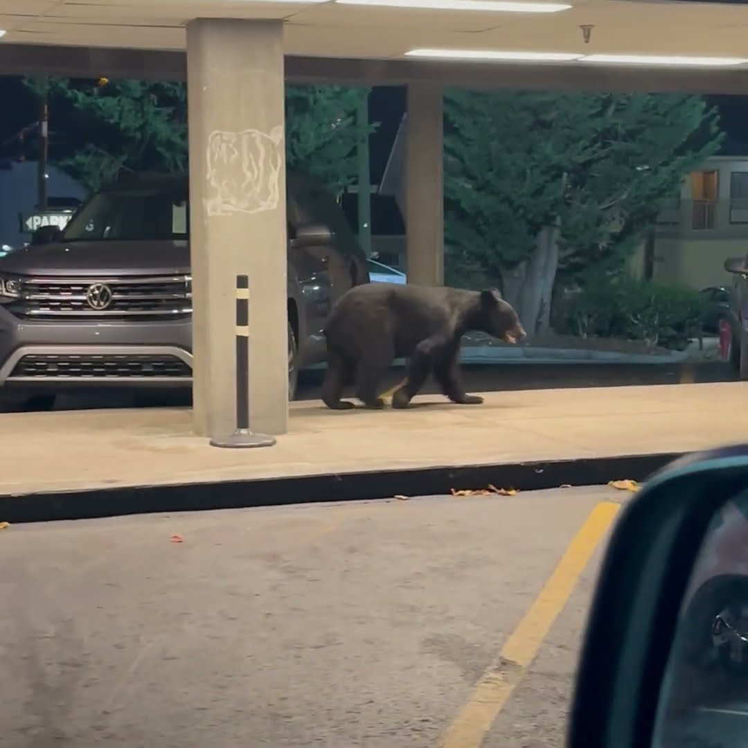 Resident Finds Young Bear Wandering Their Parking Garage