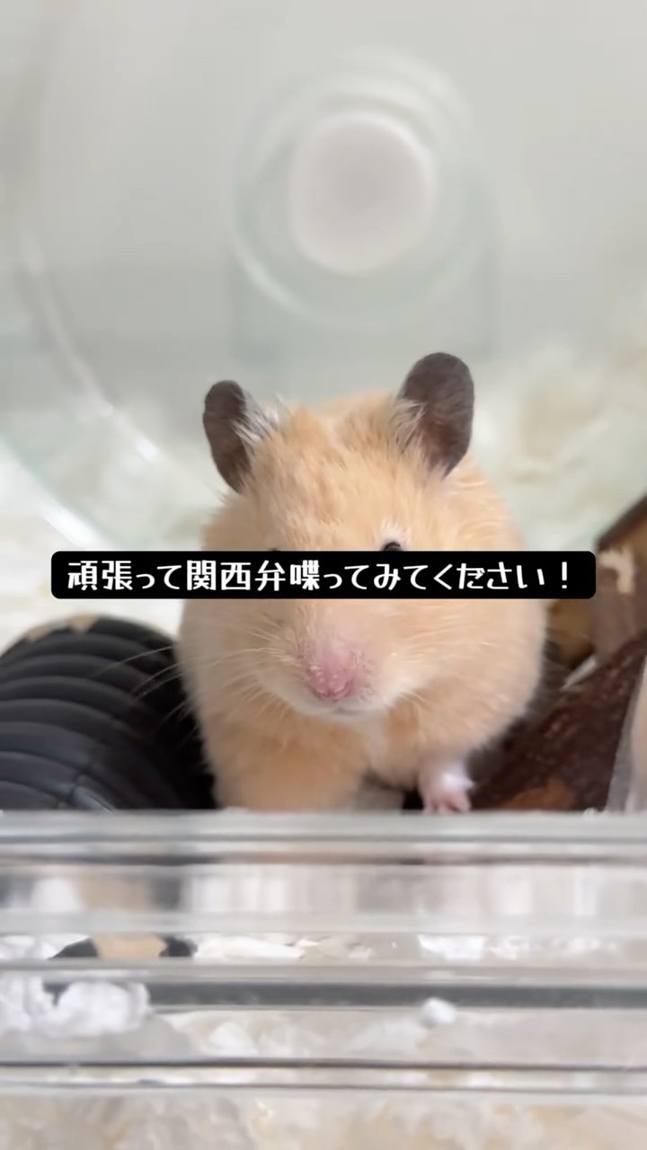 ポムさんの関西弁講座？！（キンクマハムスター🐹）#キンクマ
