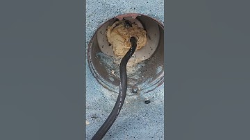 Finding LEAKS in Your Pool Like A Pro! #shorts #leakdetection #corpuschristi