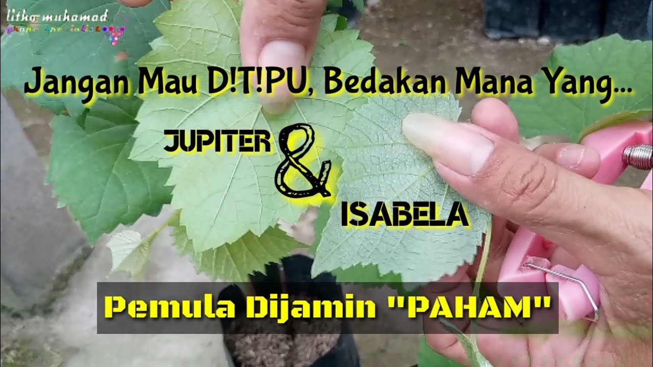 Cara Paling Mudah Membedakan Anggur Jenis Jupiter dan Isabela