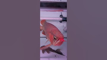 Tanning huyết long | cách tanning huyết long nâng cao | đèn led tanning huyết long zako