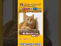 猫に好かれるためには #Shorts