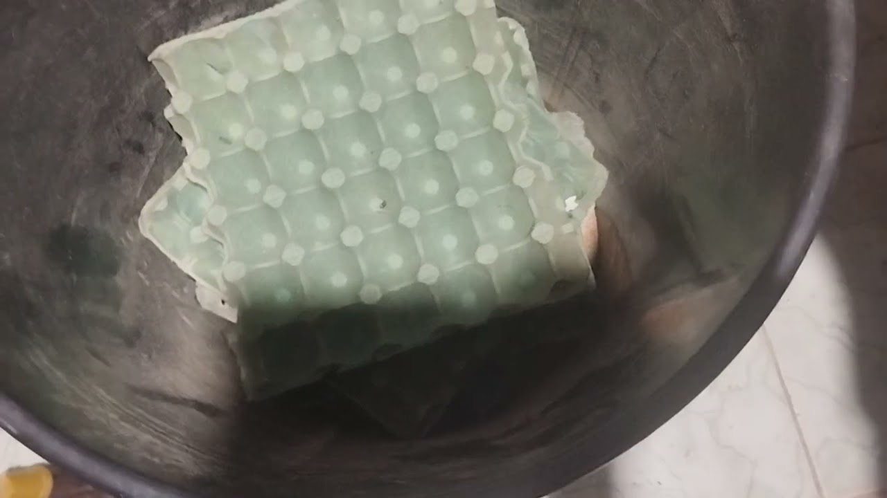 Como separar os ovos dos bizorro molitor.