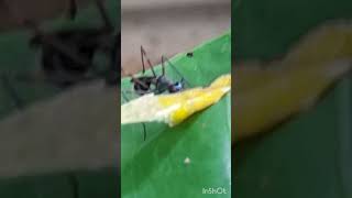 Very Speedy And Quite Dangerous Ants