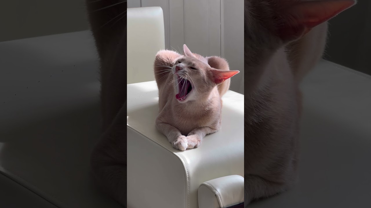 Can’t get enough of Momo ❤️#cats #cat #catlover #catshorts #viralcats #viral #cute #mycat