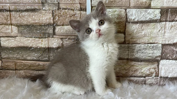 Video 2449221: lilac british shorthair cat, british shorthair cat born, cute little kitten