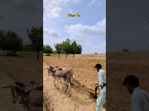 فلاح يحرث أرضه بزوج من الحمير