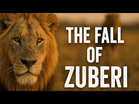 Zuberi The Lion Who Fought Alone And Fell Into Legend Full Documentary