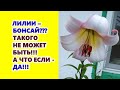 Лилии - бонсай??? Да не может такого быть!!! А если может быть...