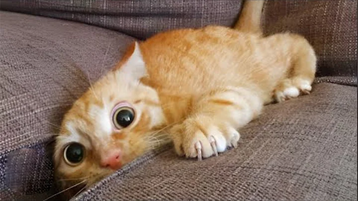 Video 11643861: best funny cats dogs, enjoy best funny cats