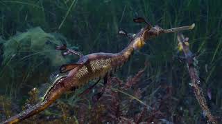 A wild sea dragon appears by Pall Sigurdsson 8,323 views 5 years ago 1 minute, 59 seconds