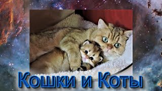 КИСКИ - КОШКИ и КОТЫ