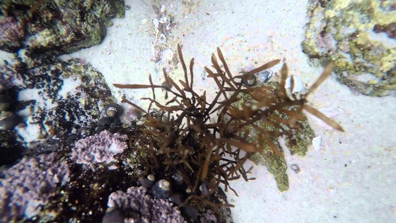 Asilomar State Beach